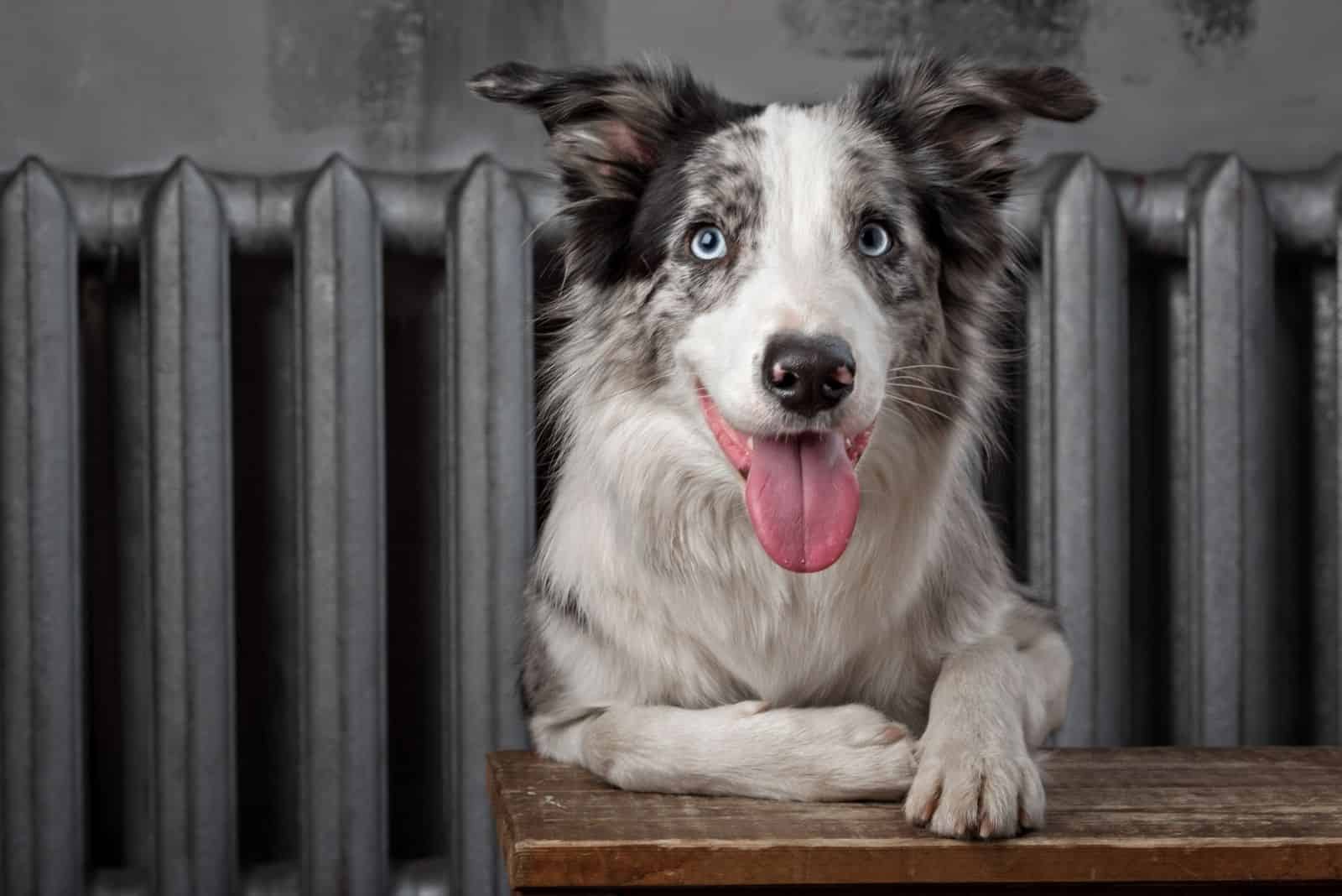 collie merle azul posando en estudio