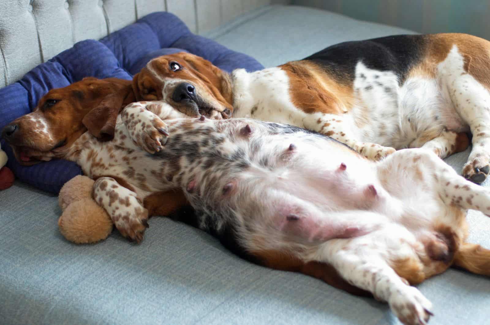 basset hound embarazada