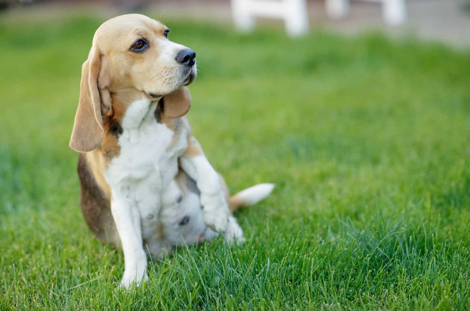 beagle embarazada
