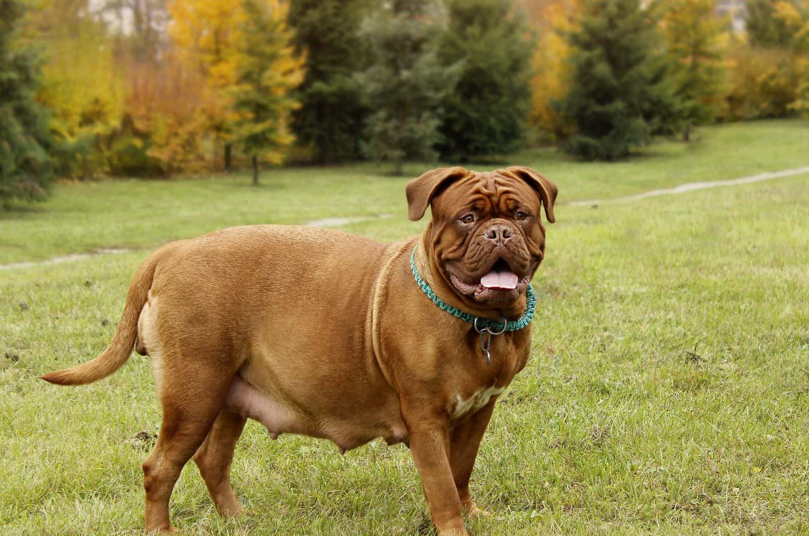 perro dogue de bordeaux embarazada