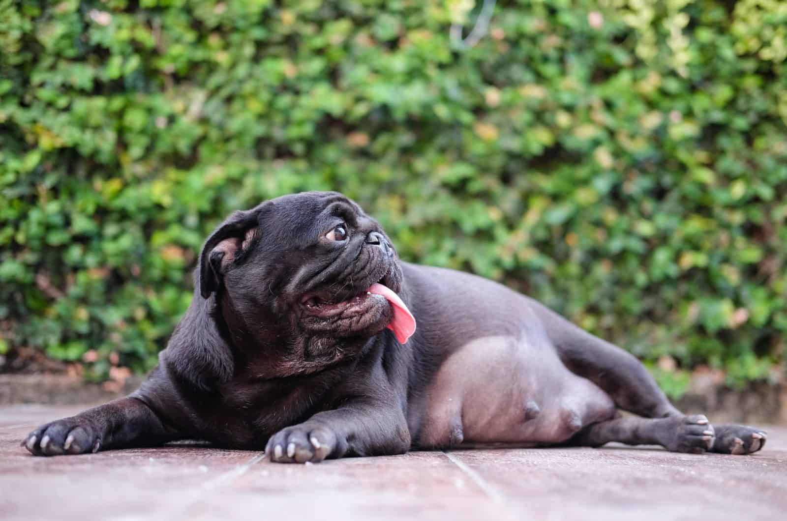 pug embarazada