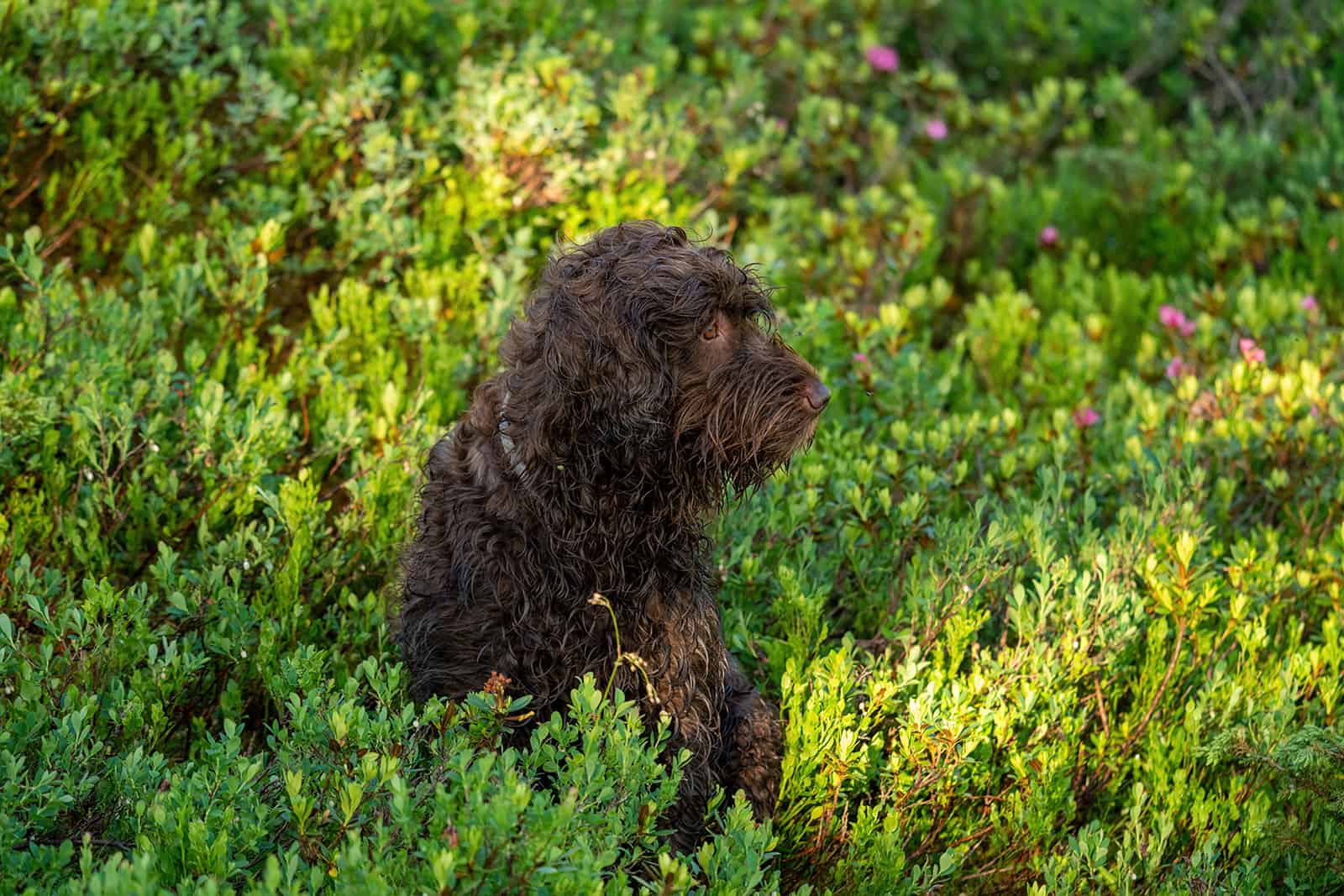 Perro de caza pudelpointe