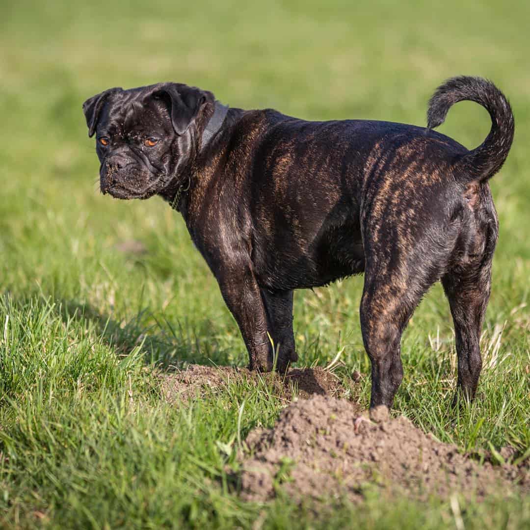 mezcla de pug y bulldog americano