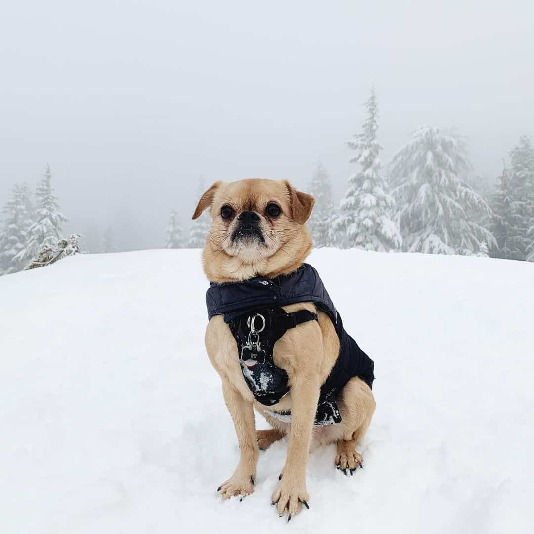 mezcla de pug y brussels griffon en la nieve