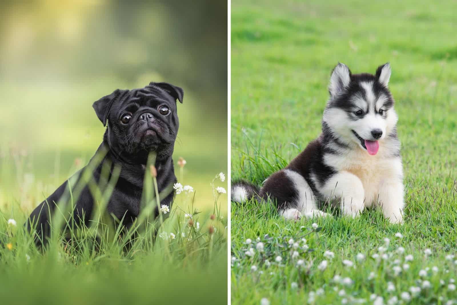 perro pug y cachorro husky