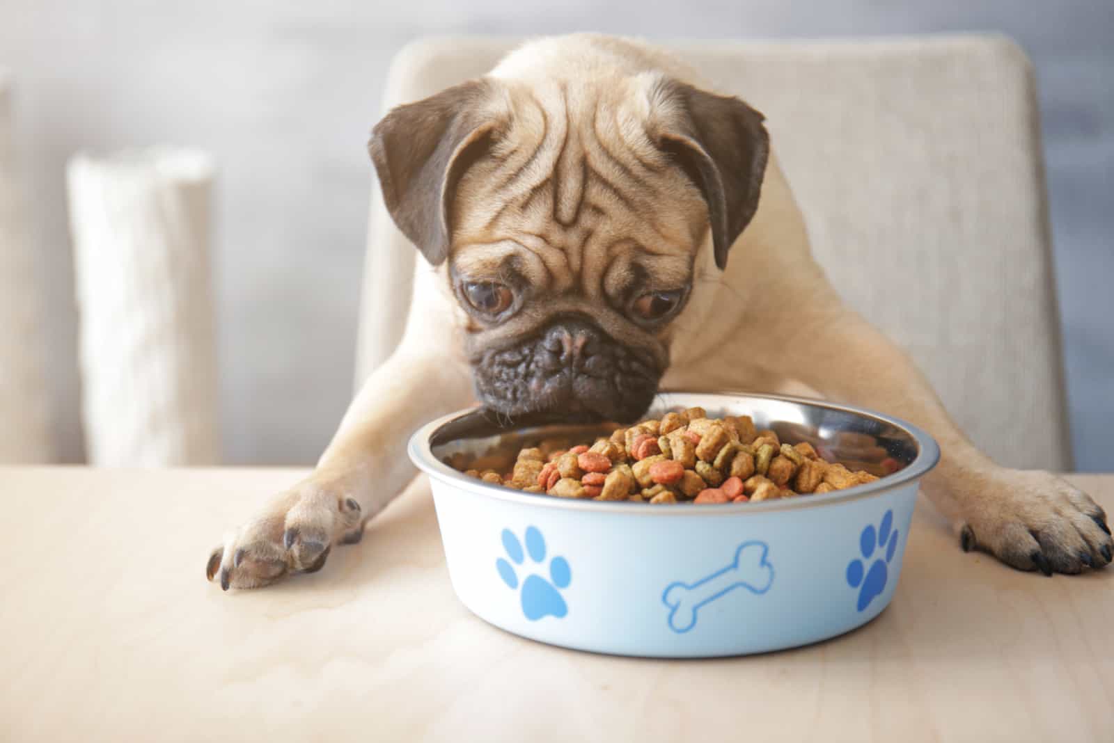 pug comiendo de un bol
