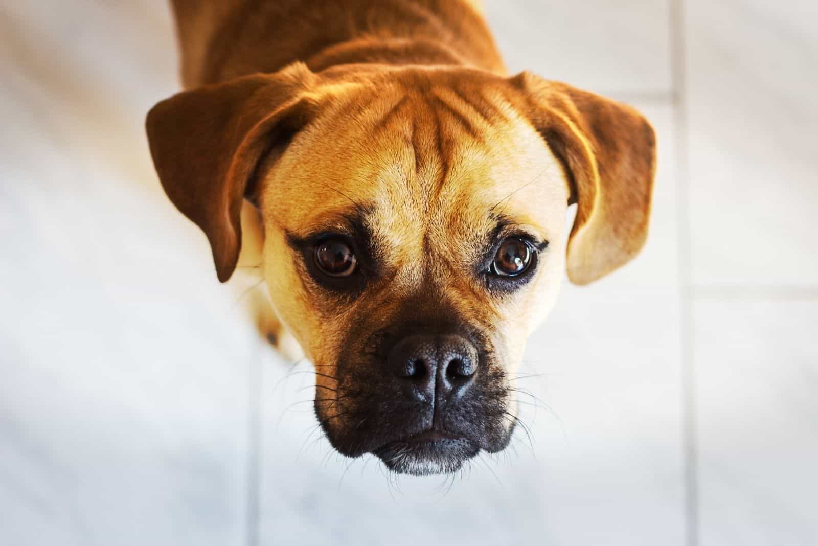 perro mezcla de pug en imagen recortada mirando hacia la cámara