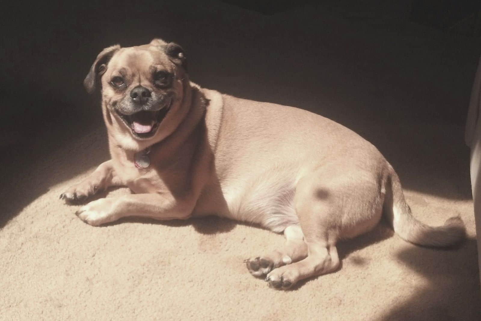 perro mezclado con pug riendo tumbado con luces encendidas