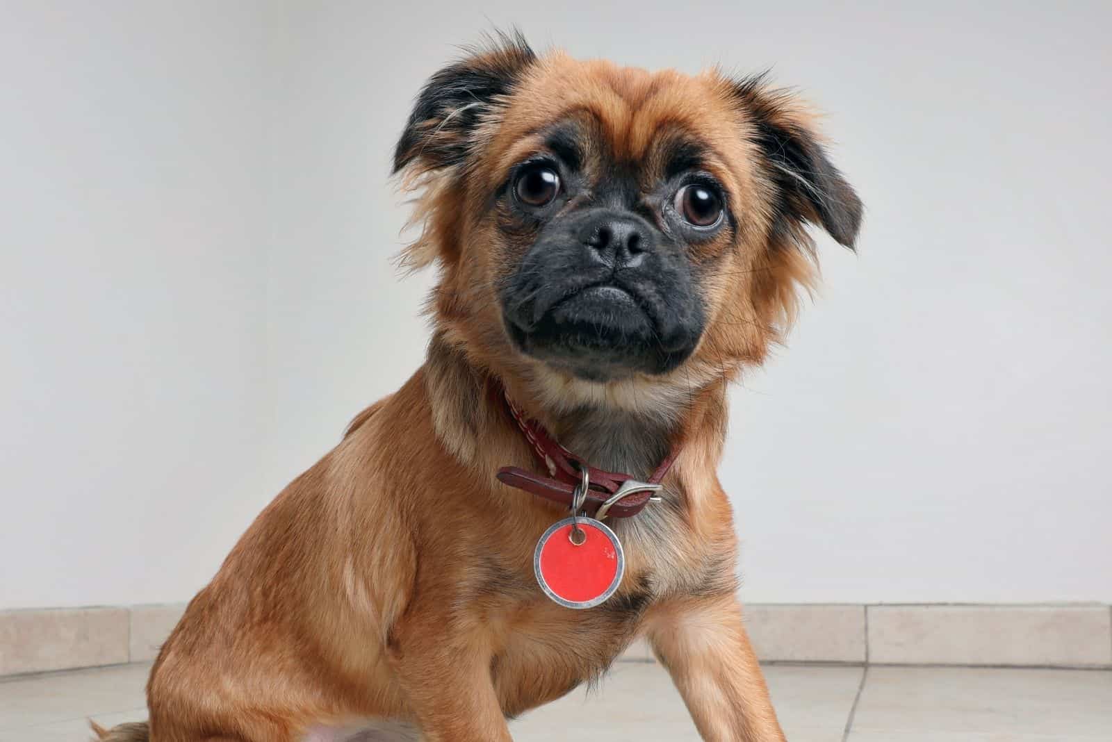 perro mezcla de pug y corgi de pie esperando adopción