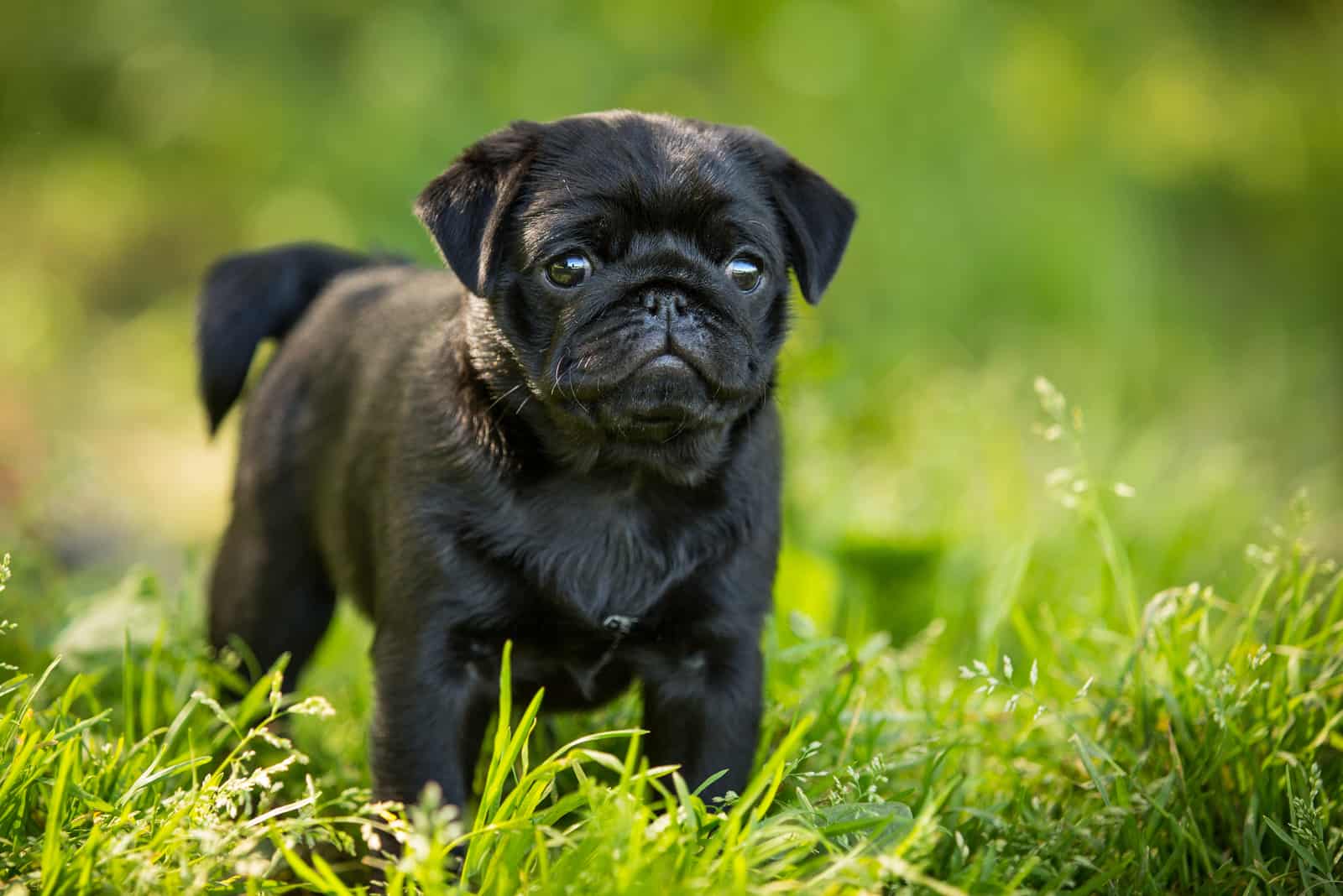 cachorro pug de pie en el césped