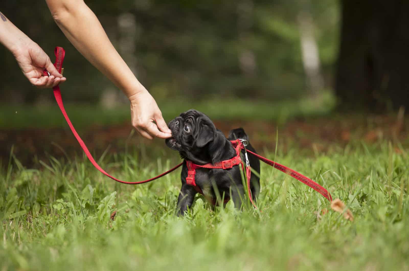 entrenamiento de cachorro pug