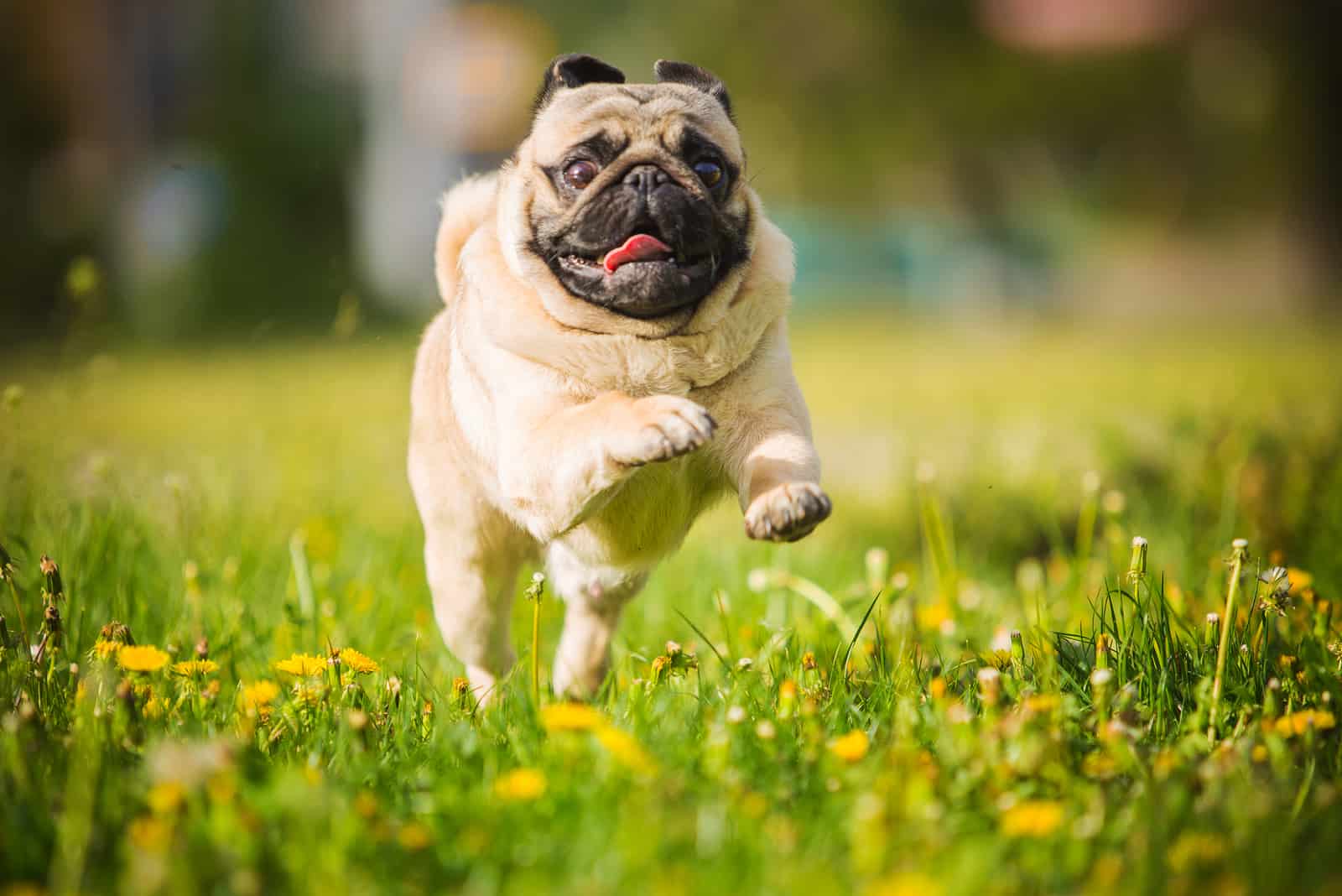 pug corriendo a través de un campo de flores