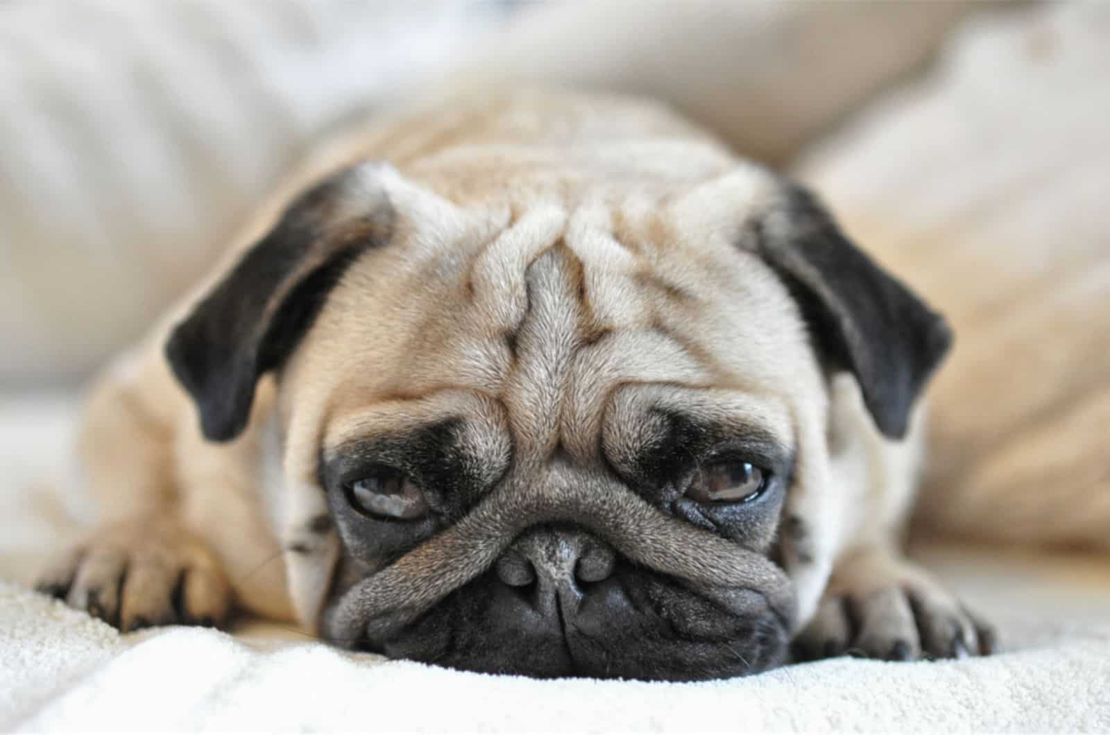 pug reclinado en la cama