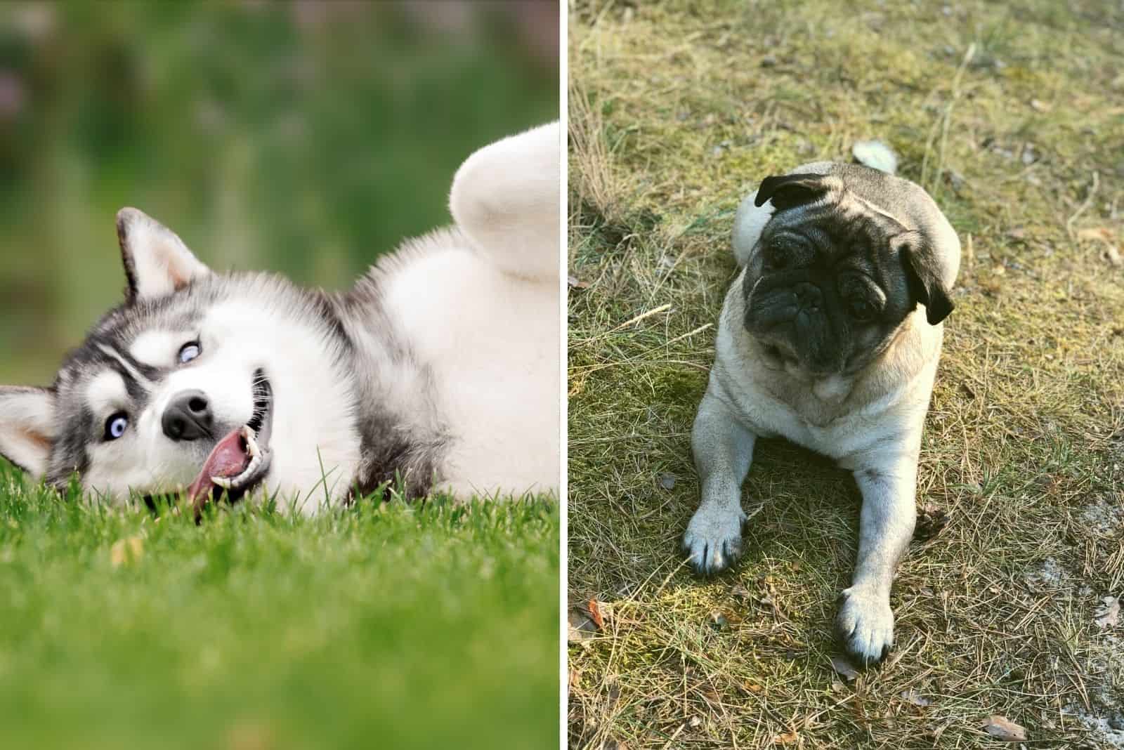 perro pugsky - mezcla