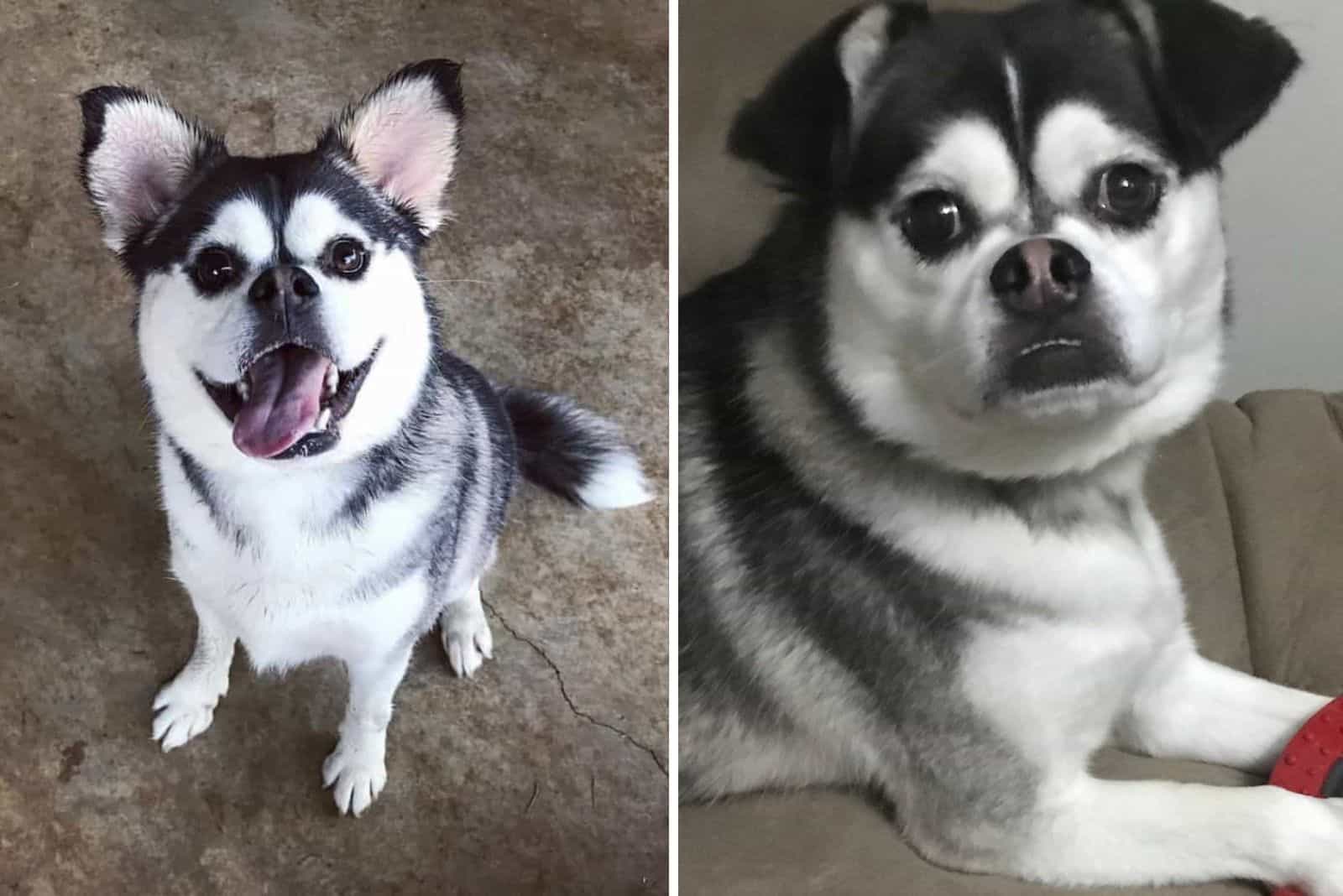 perro pugsky
