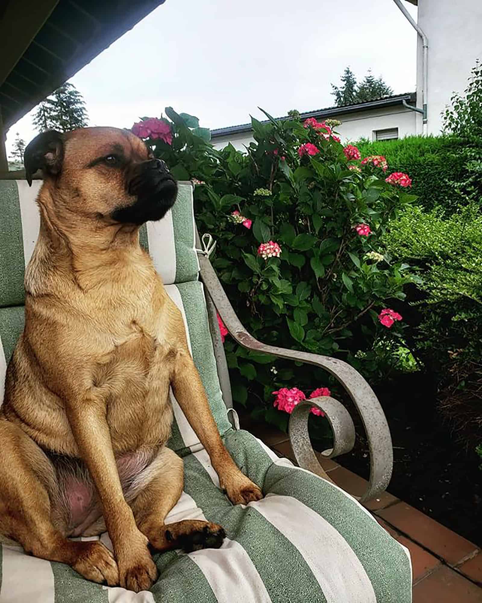 pugweiler sentado en la silla de jardín