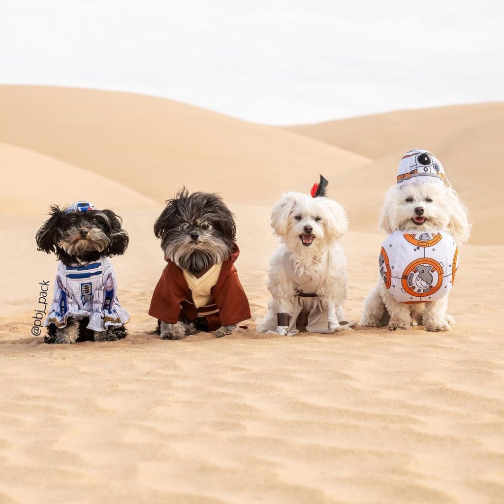 cachorros vestidos como personajes de star wars