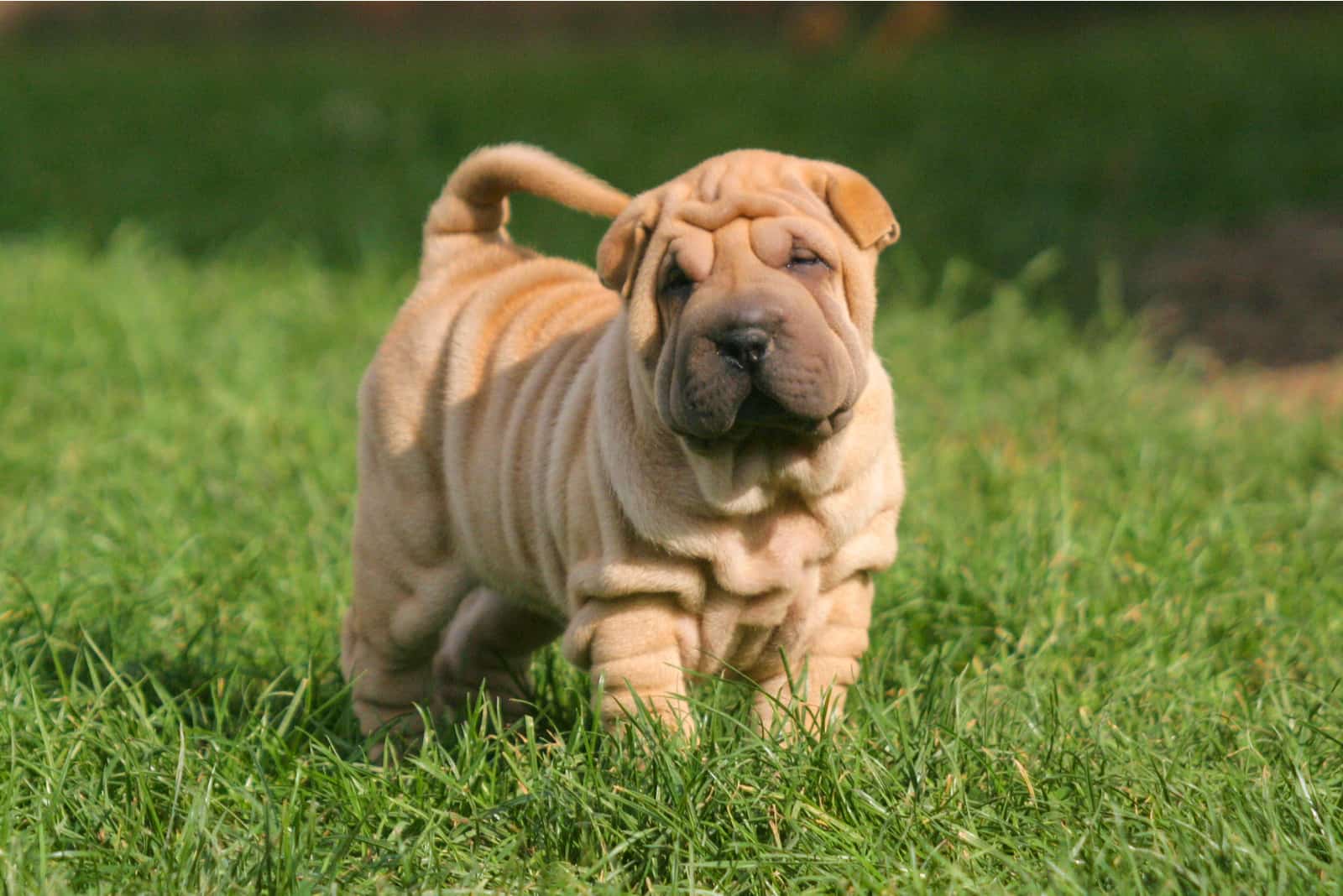 cachorro Shar Pei al aire libre