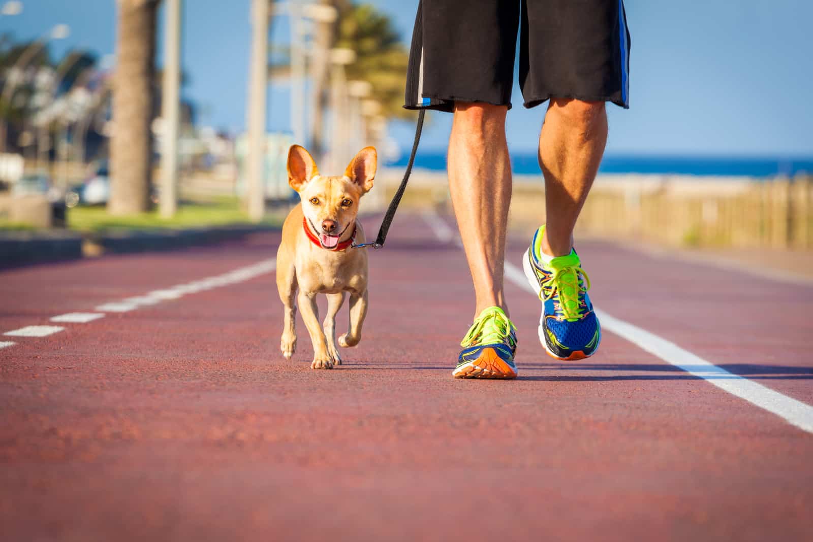 cachorro y dueño corriendo
