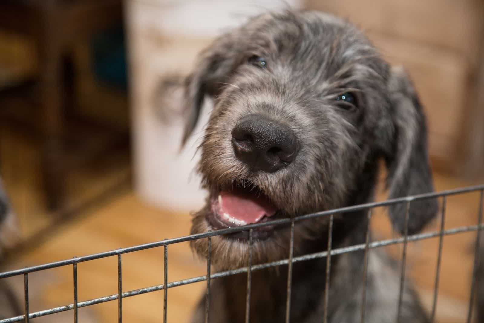 cachorro de raza lobo irlandés dentro de la jaula en interiores