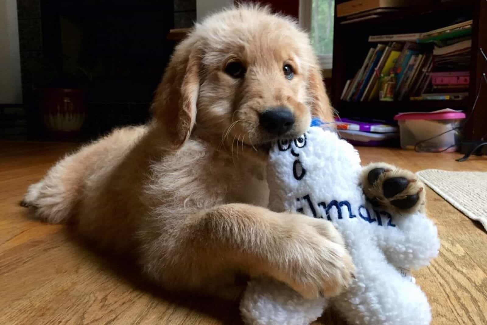 cachorro de goldendoodle jugando con un juguete de peluche blanco