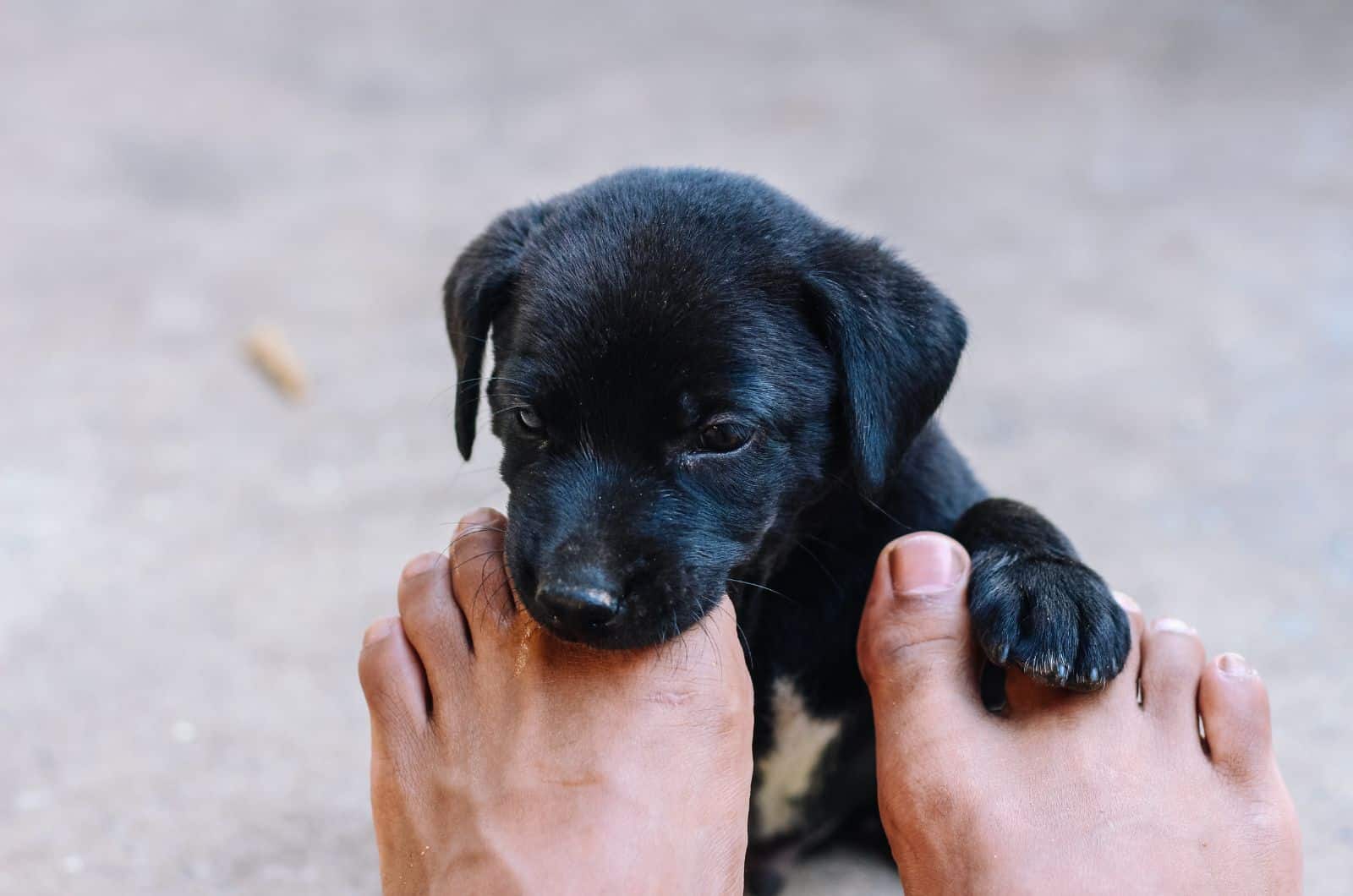cachorro lamiendo los pies del dueño