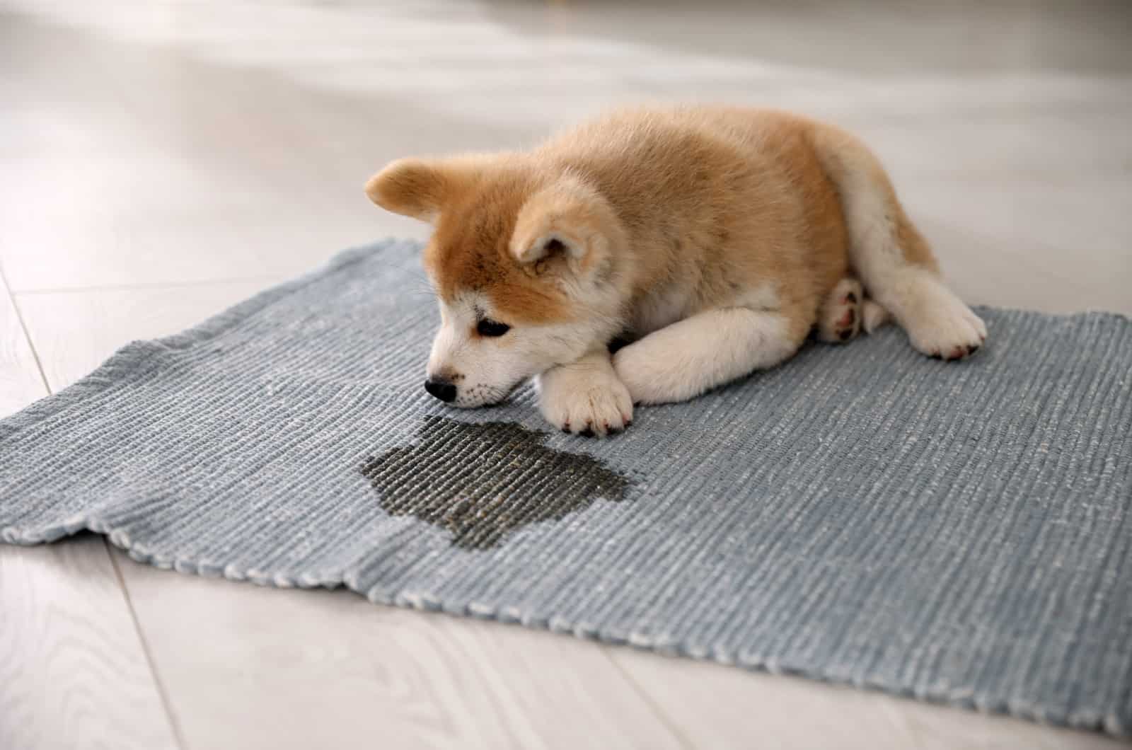 cachorro acostado junto a una mancha húmeda
