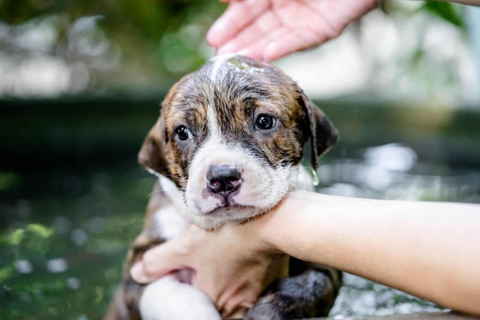 cachorro de pitbull recibiendo un baño