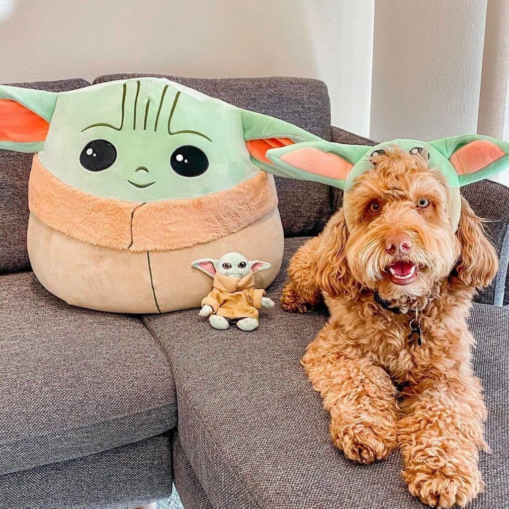 perro posando con sus juguetes de yoda