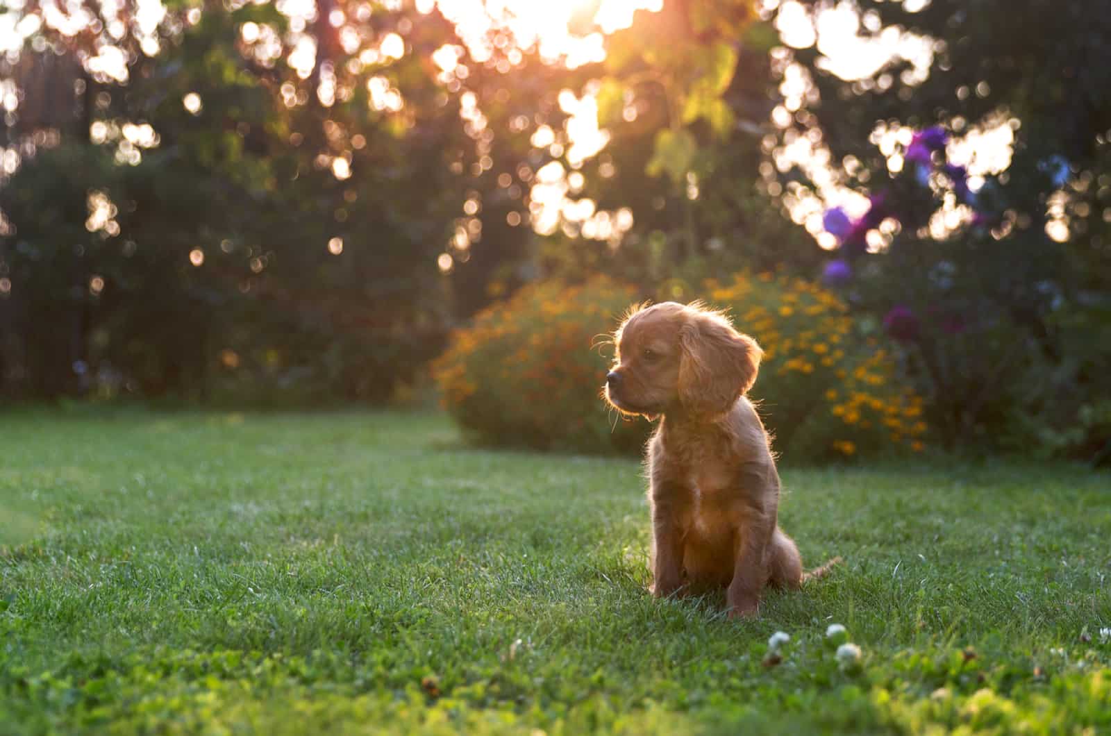 cachorro sentado en el césped
