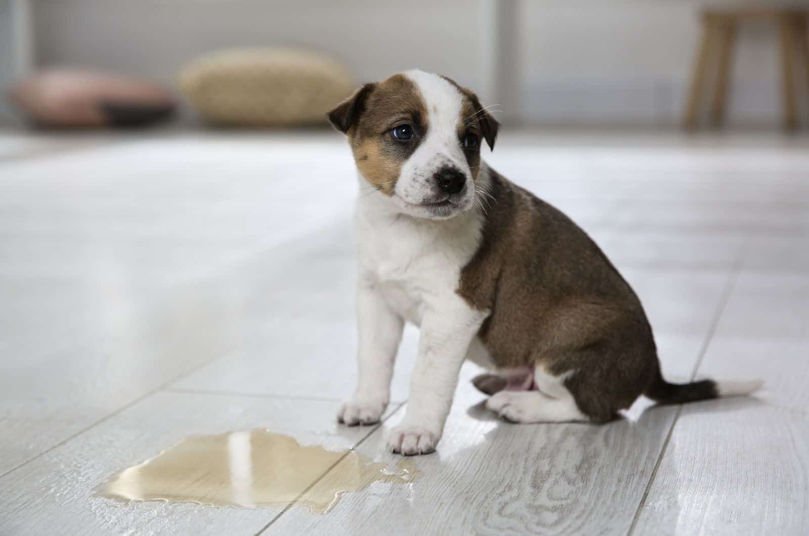 cachorro parado junto a su desorden