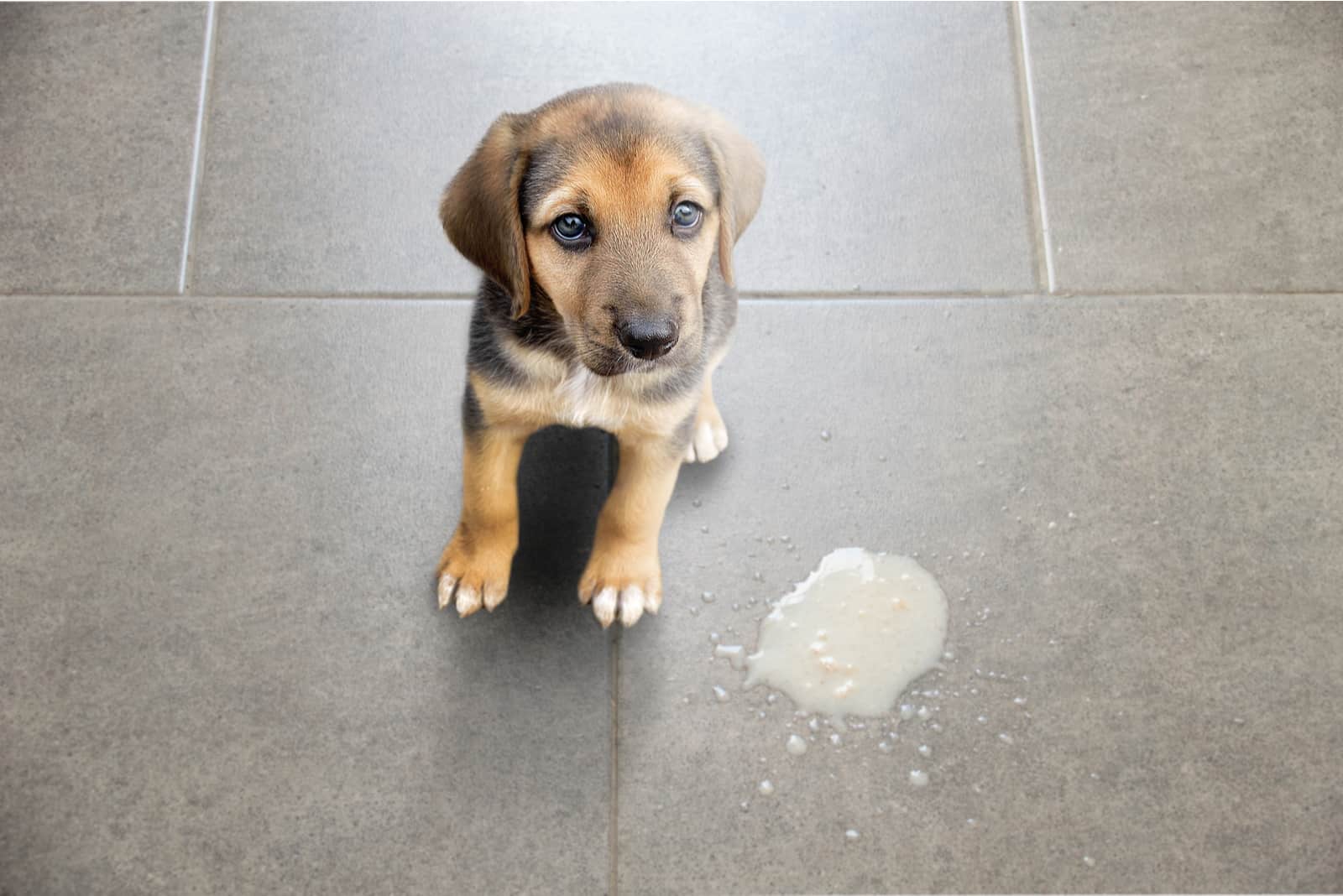 cachorro de pie junto a su vómito