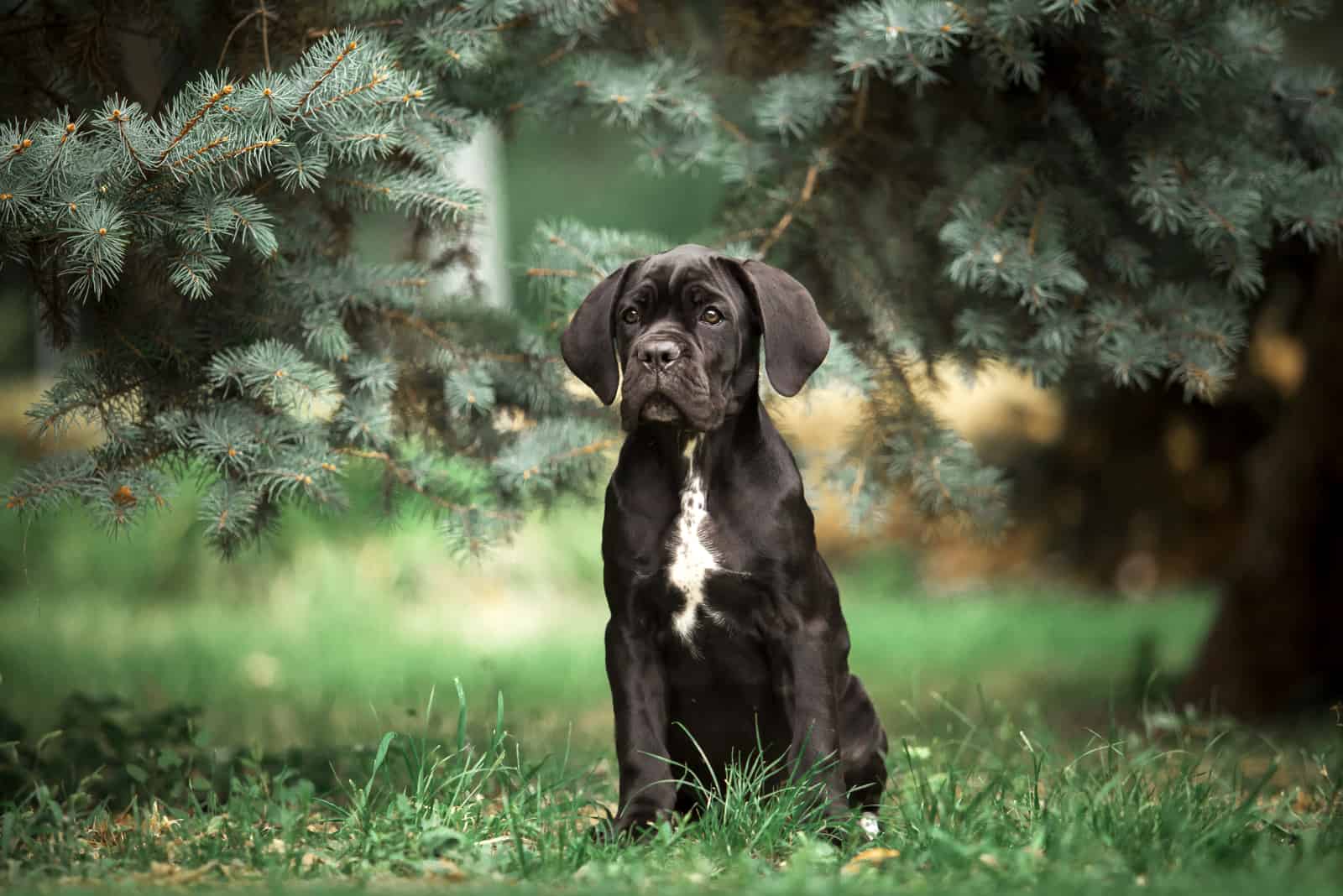 cachorro de pie afuera entre árboles