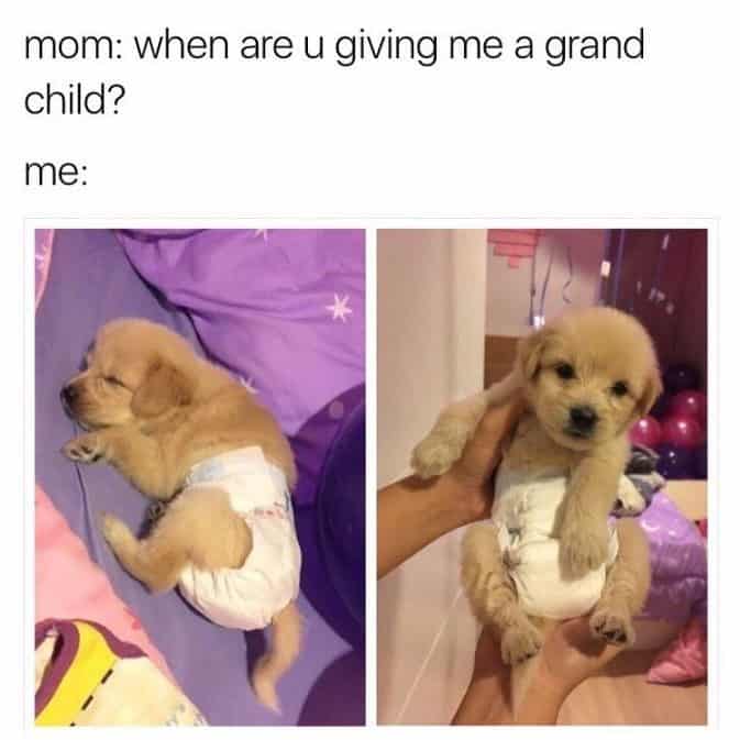 cachorro con pañal