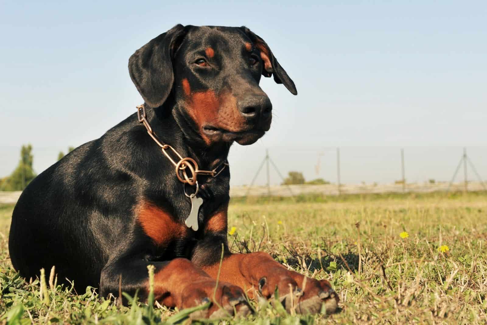 doberman de raza pura tumbado en el césped verde al aire libre