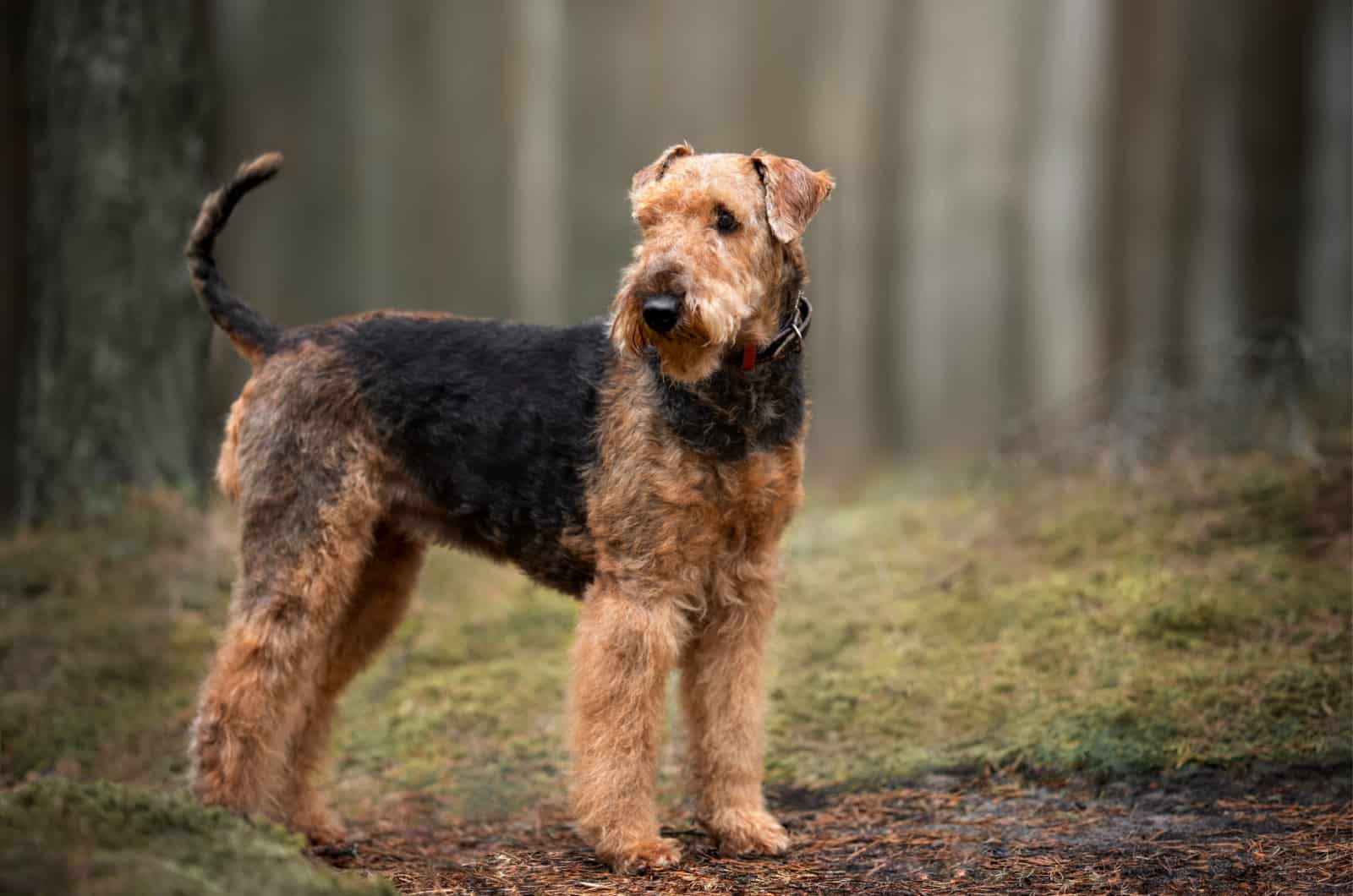 Airedale Terrier de raza pura