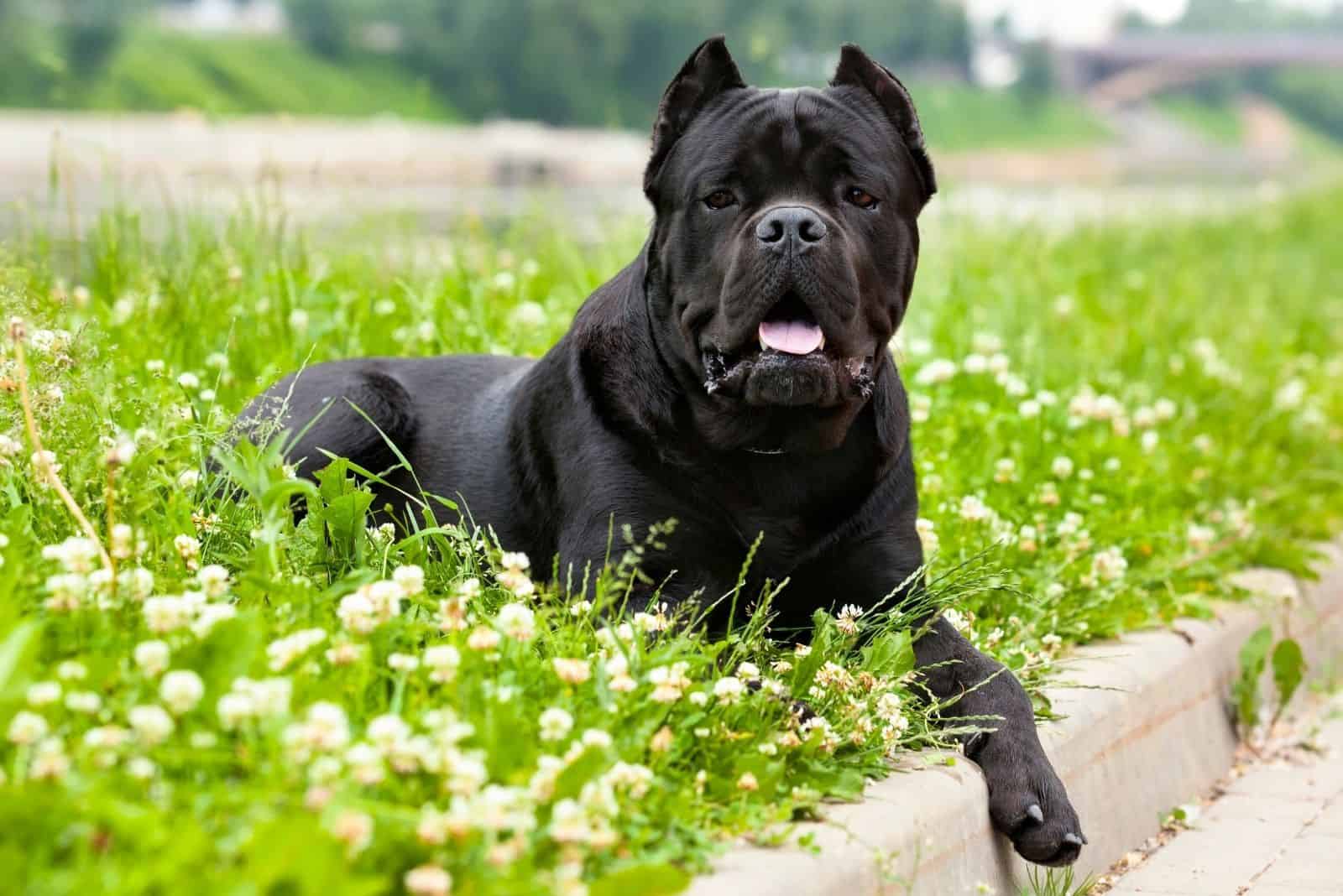 puro cane corso acostado en el jardín