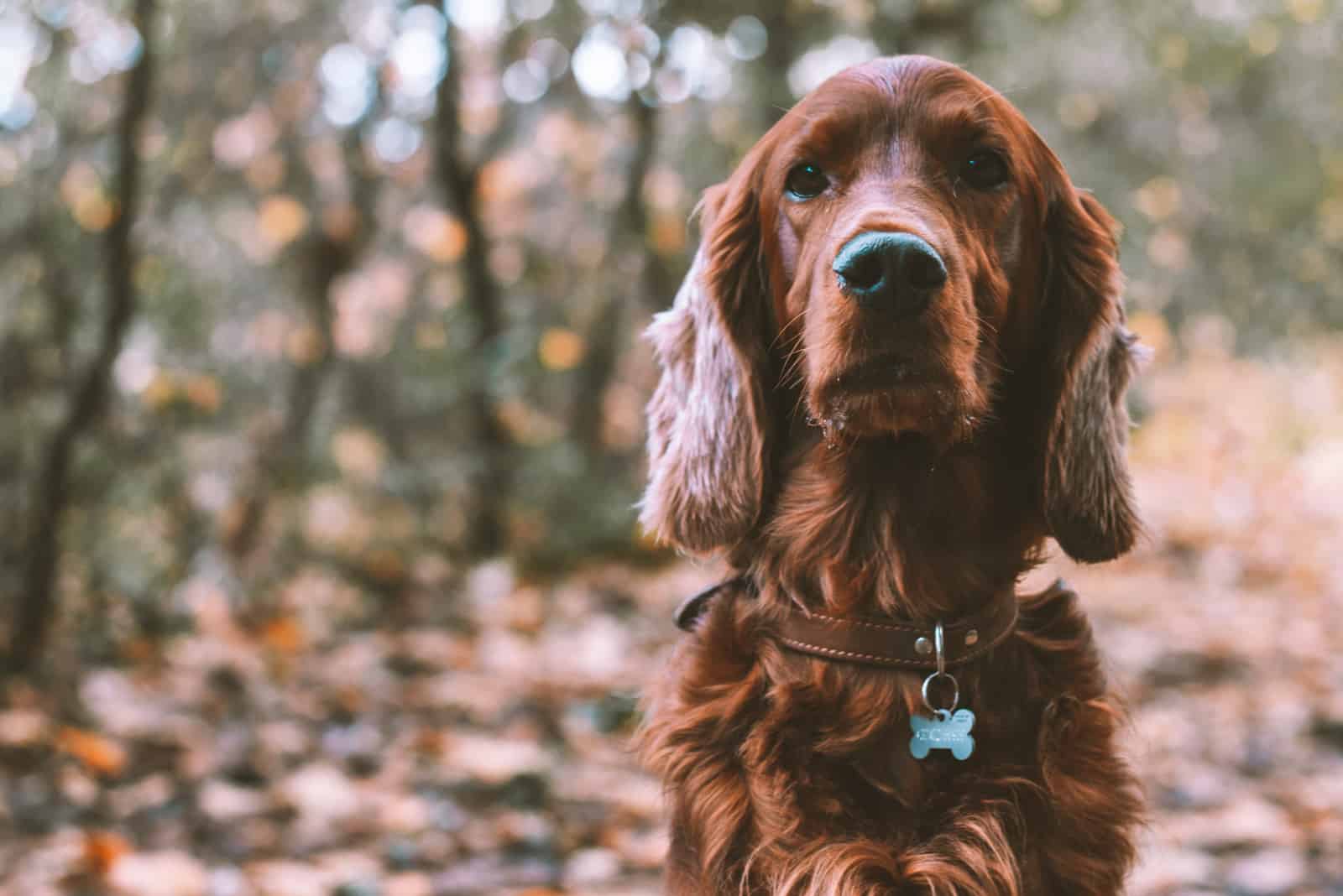 setter rojo irlandés de pura raza perro de caza en el bosque