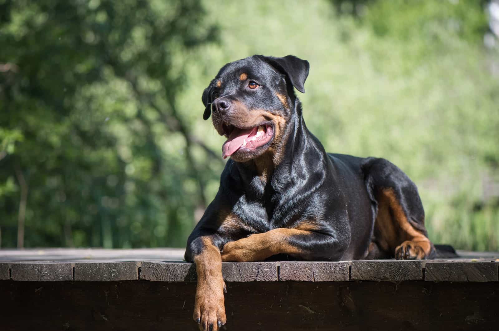 perro rottweiler de raza pura