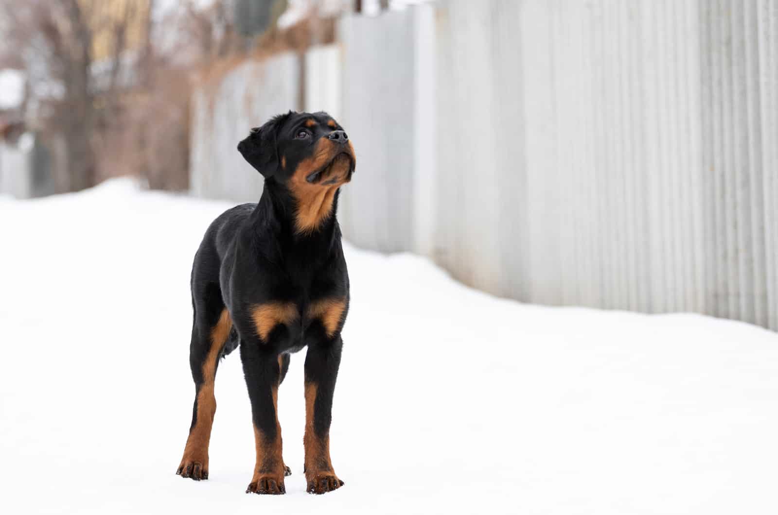 rottweiler de raza pura de pie en la nieve