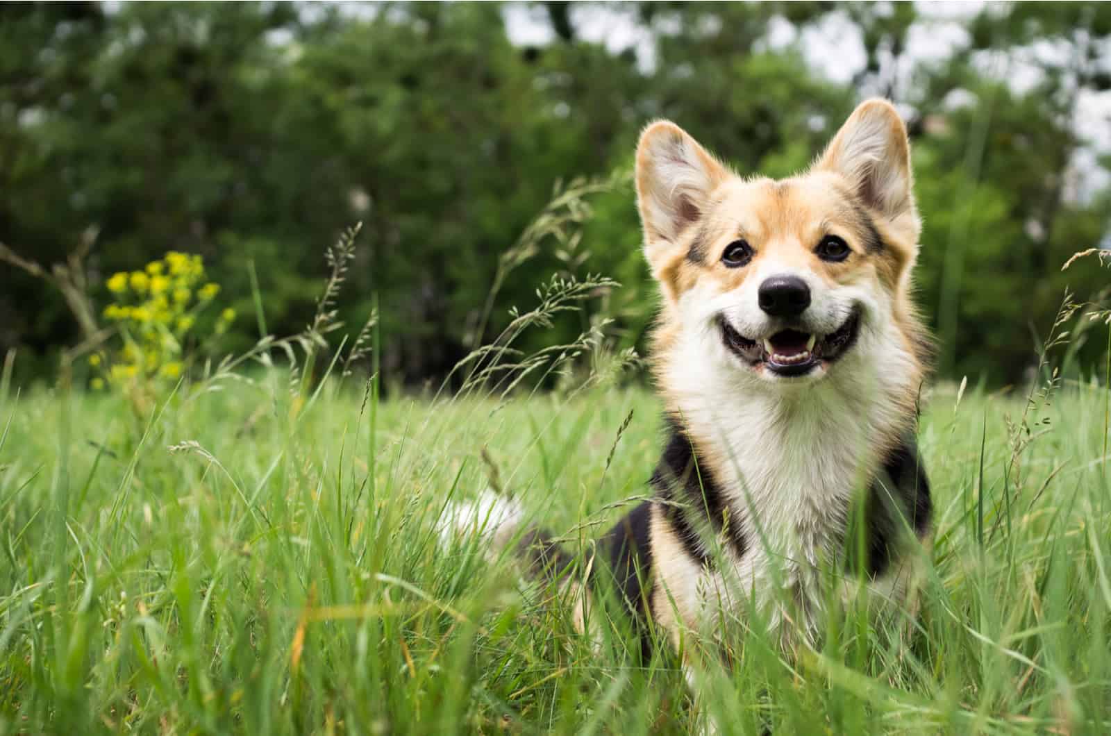 corgi galés de raza pura al aire libre en el césped