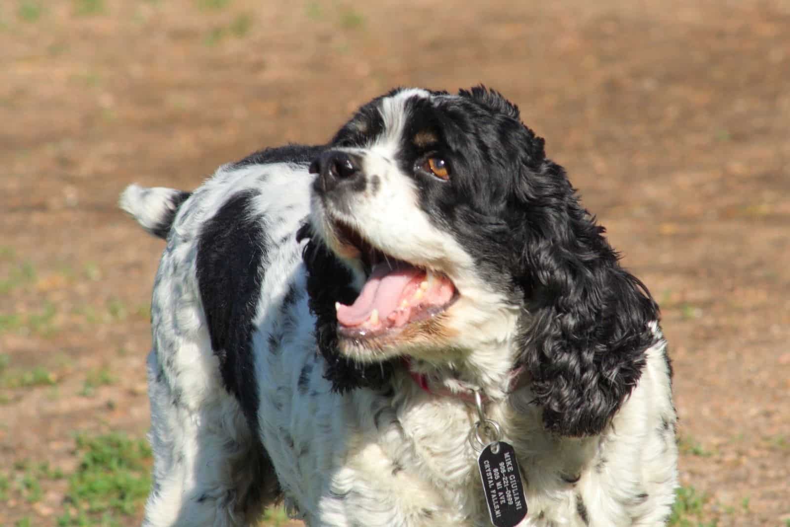 Cocker spaniel furioso ladrando al aire libre