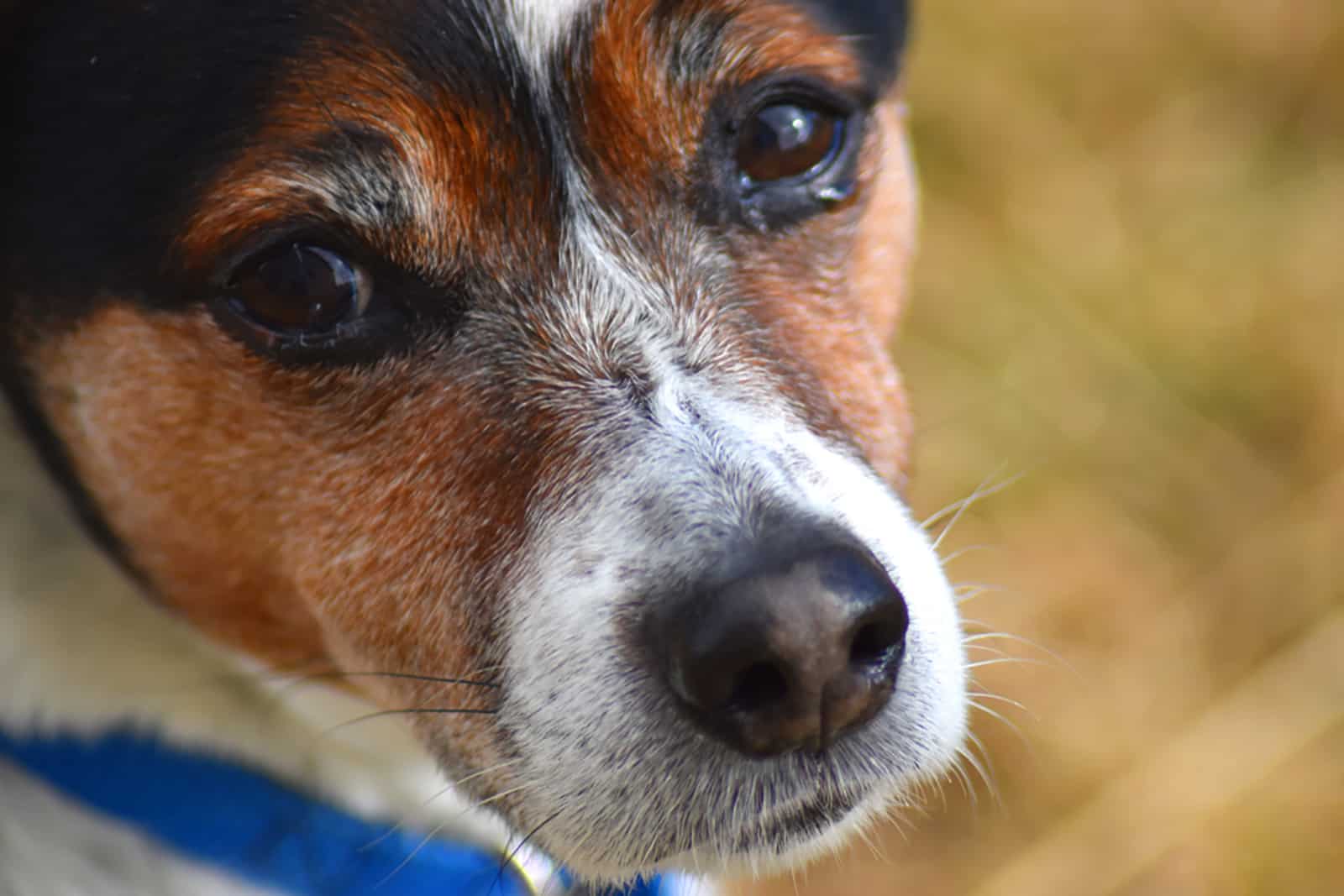 perro rat terrier mirando a la cámara