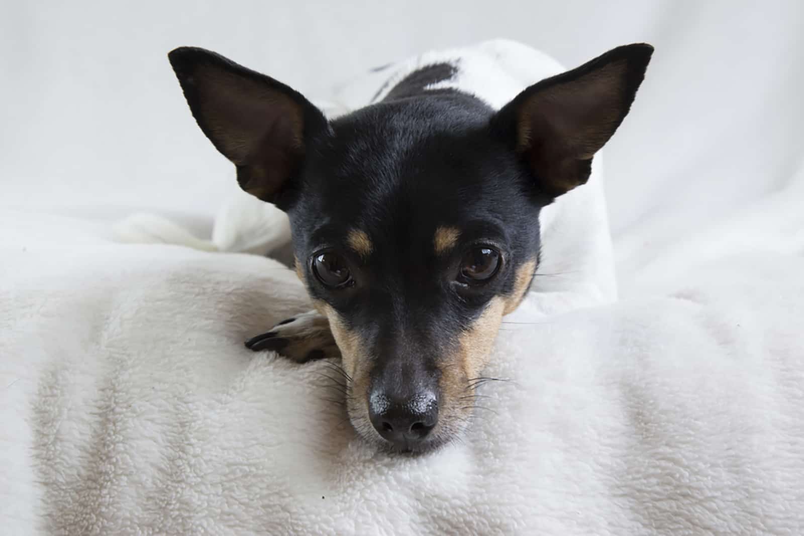 perro rat terrier acostado en la cama