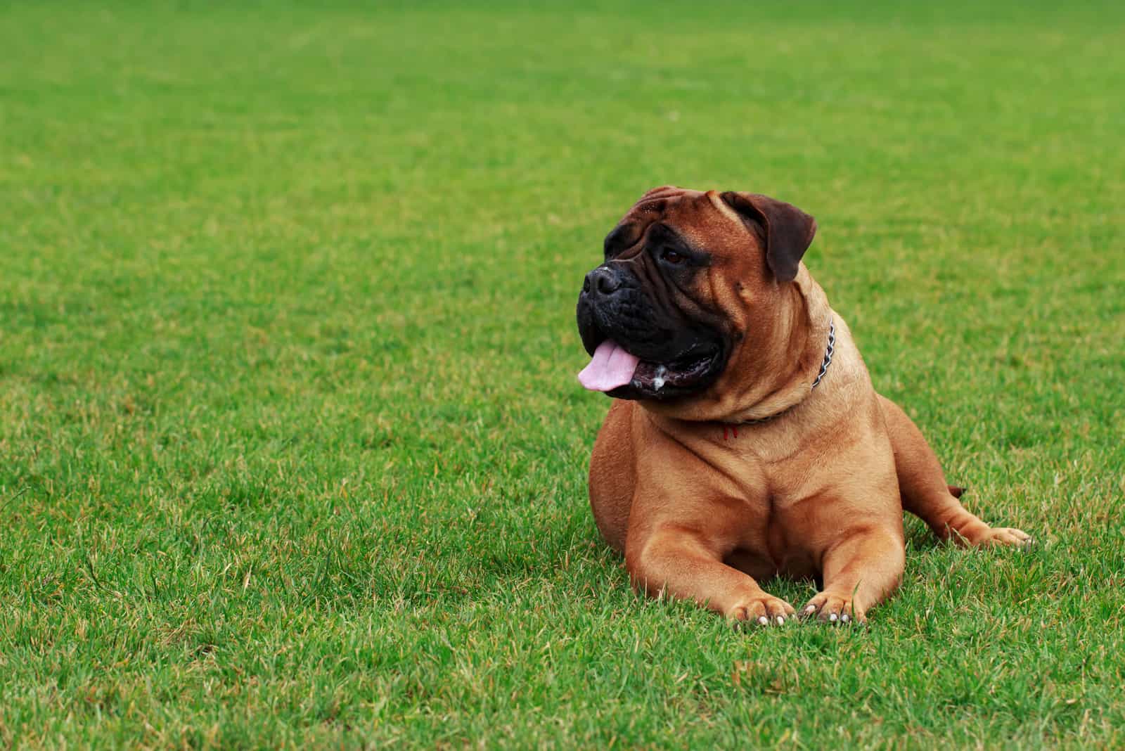 Bullmastiff en hierba verde