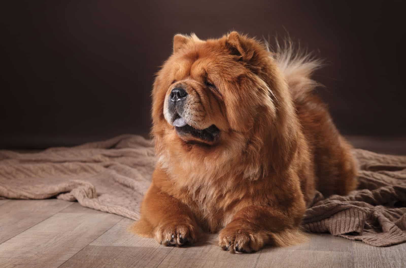 Chow Chow rojo