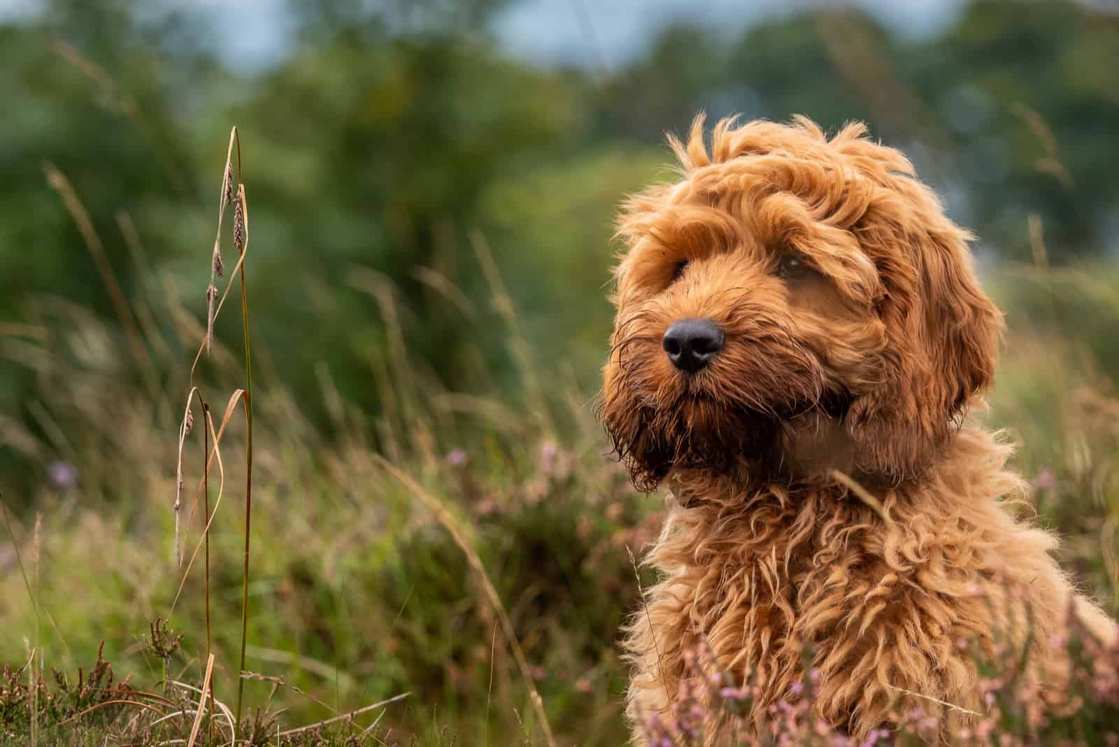 cachorro Cockapoo rojo