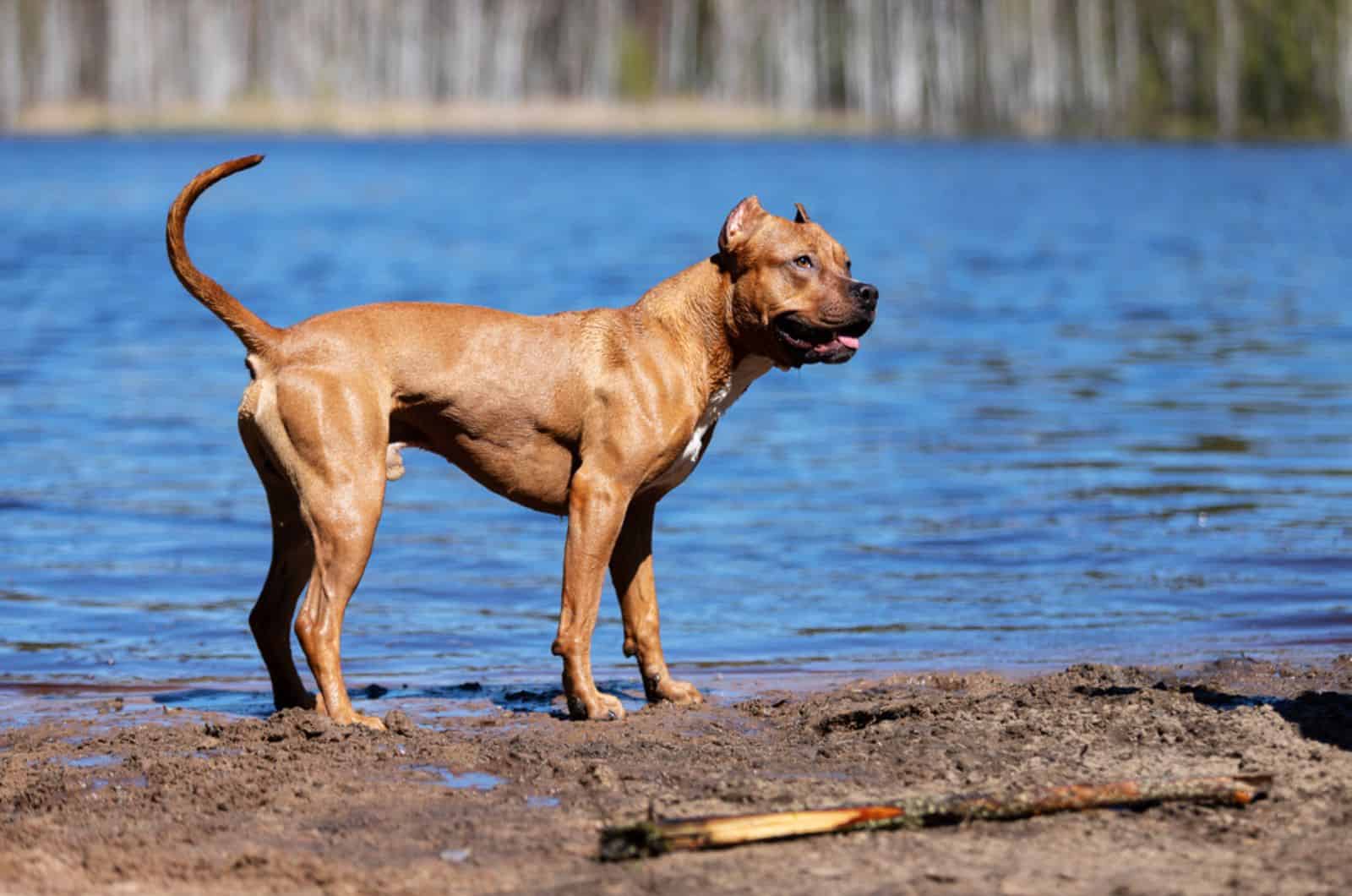 american pitbull terrier rojo cerca del lago