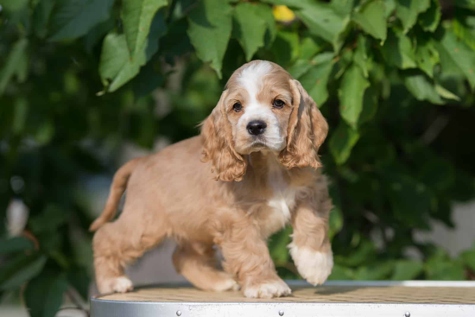 cachorro de cocker spaniel americano rojo y blanco