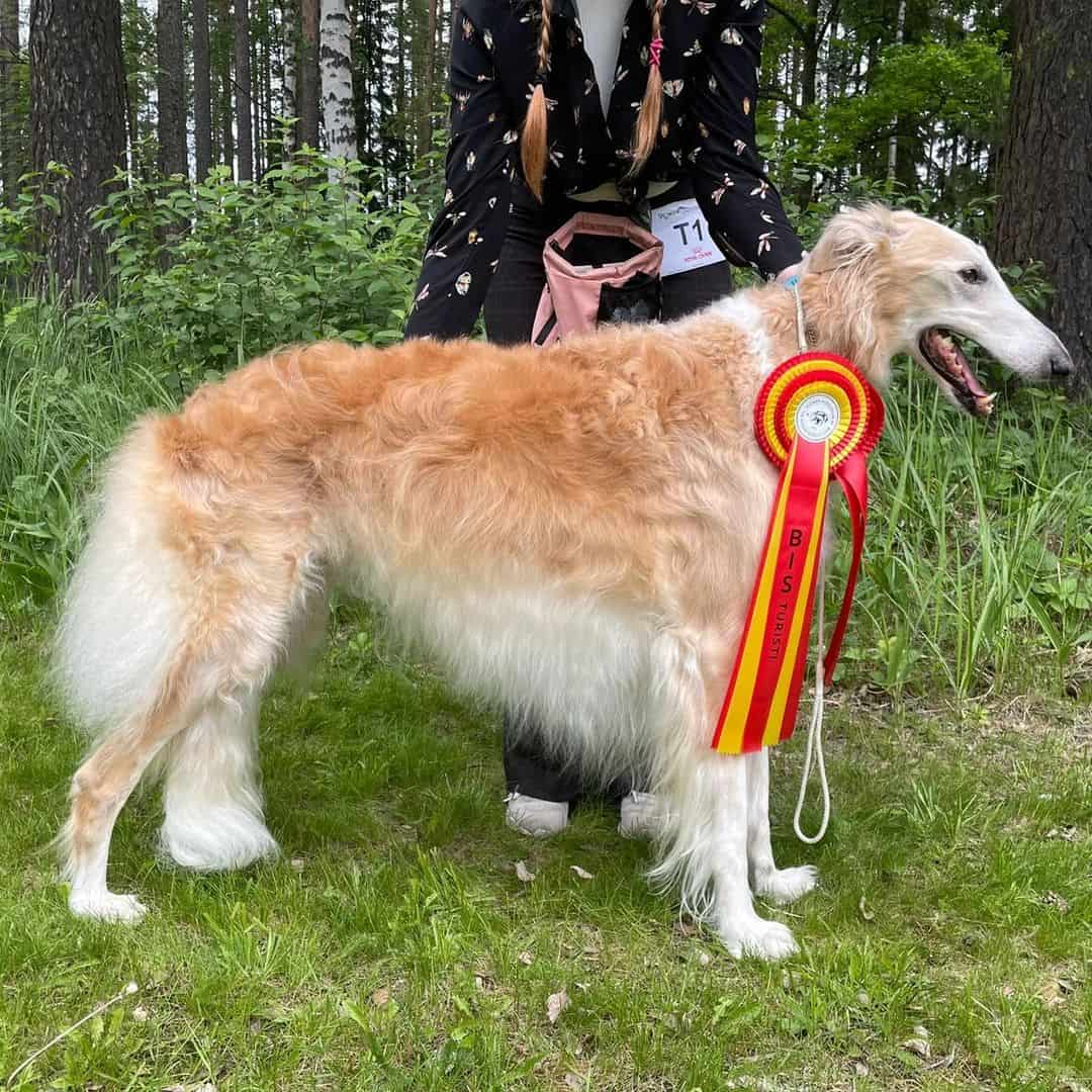 borzoi rojo